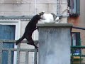 chat-frustr-la-vengeance-.html