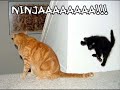 vERY fUNNY cATS 4 vERY fUNNY cATS 4