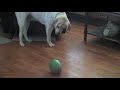 She saw a balloon pop a couple days earlier and she was having nothing of it.