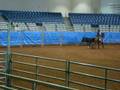 videos de Working Cow Horse [cow work] QH gelding for sale!!