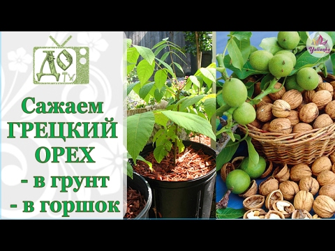Уход за грецким орехом идеал Уход за грецким орехом идеал