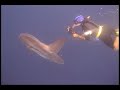 Catalina Sea Camp