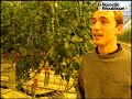 Chinonais : la culture des tomates dans les serres du Jardin