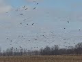 Sandhill Cranes