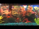 the FISHES