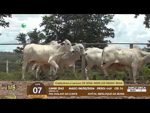 537� LEIL�O VIRTUAL MB LEIL�ES