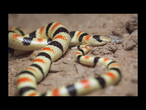 YouTube reptile video