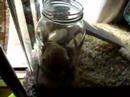 Gerbil