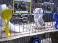 fancy pigeon show