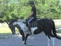 (for an idea of size, rider is 5'10
