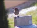 House Wren Sings the song of the day