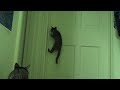 very smart kitten! (video) http://bit.ly/8h7WGD #cats #lolcats