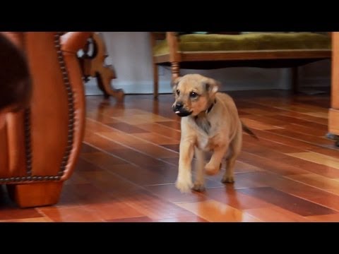 how to train new puppy