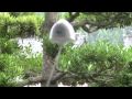 ���оƤ�������:YouTube������=79��