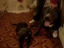 ARMANI N ADONIS ARMANI N ADONIS