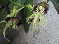Exposicion de Orquideas en el Franz Mayer