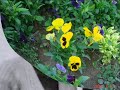 KIRIM T�RK TATAR MESUD?YE K�Y�