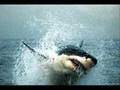 Megaladon **New Beta**