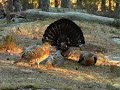 tiurleik 2008 del 2(Capercaillie display part 2)