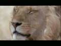 videos de felinos/predador/selvagem/lions/therion/arkmedes