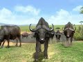 Africa for PS3 (coming 28.08.2008 Japan only 1st)