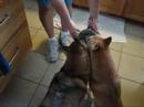 My Shibas Jimmie and Akachan Share the Egg Bowl