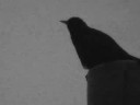 Einzelganger - Blackbird\