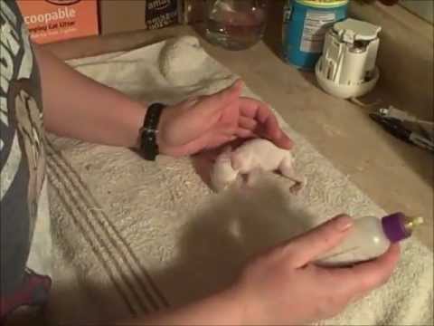 how to care pet rabbit