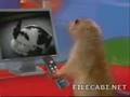 2 in 1 - Dramatic Chipmunk