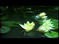 Nymphaea tetragona Georgi 科学映像館　植物編　ヒツジグサ (3days)