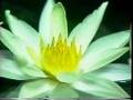 Nymphaea tetragona Georgi 科学映像館 ヒツジグサ