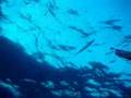 un barra aux magnons