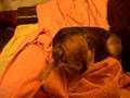 Border Terrier CECS - Dog 6