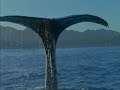 blue planet deep sea