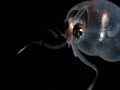The Blue Planet - Deep Sea Pt.1