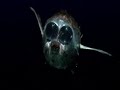 an immensely fascinating bbc documentary about the creatures that live thousands of feet beneath the waves.
