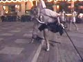 In a hurry with only one leg