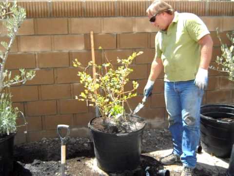 how to fertilize blueberries in pots