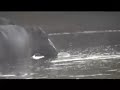 giant crocodile eats hippo mother hippo mourns