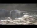 Giant-Crocodile-Eats