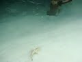 Small Shark Meeru - Maldives