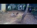Blackbuck fight  -  @ IIT Madras