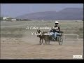 minature horse dressage test  adt 