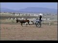 Minature Horse Dressage Test (ADT)