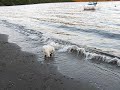 Jack barking at Waves