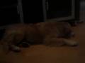 videos de Boro atacando una cadena