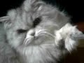 Persia Cat Petrick part 2