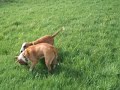 Bull Terriers going at it in a field. Bull Terriers going at it in a field.