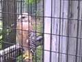 videos de Grackles, Hawks, Raccoons and Cats