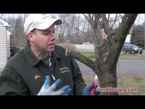 how to prune a quince tree